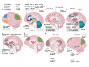 TDA y zonas cerebrales