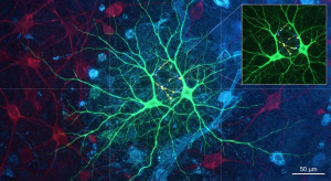 neuronas espejo