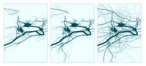 neuroplasticidad