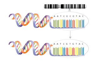 polimorfismos nucleotidos. ansiedad