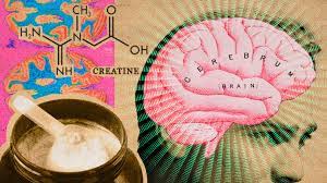 creatina y cerebro