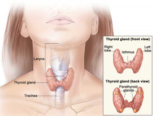 tiroides