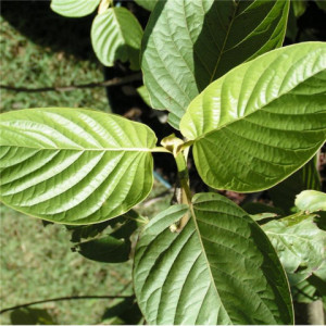 kratom